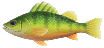 Yellow perch detailed image
