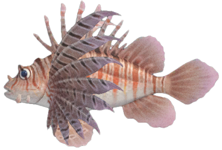 Zebra turkeyfish detailed image