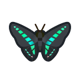 Common bluebottle icon