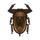 Giant water bug icon