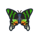Madagascan sunset moth: previous page critter icon