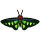 Rajah Brooke's birdwing: previous page critter icon