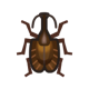Violin beetle icon