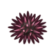 Sea urchin: previous page critter icon