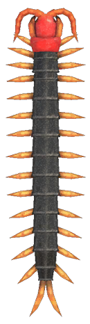 Centipede detailed image