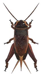 Cricket detailed image
