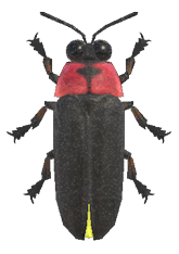 Firefly detailed image