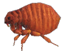 Flea detailed image