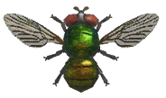 Fly detailed image
