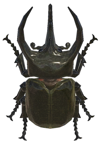 Horned atlas detailed image