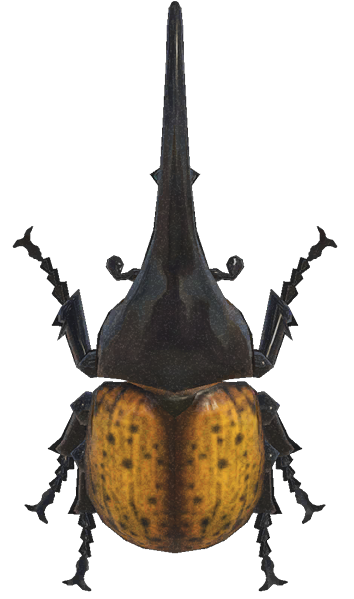 Horned Hercules detailed image