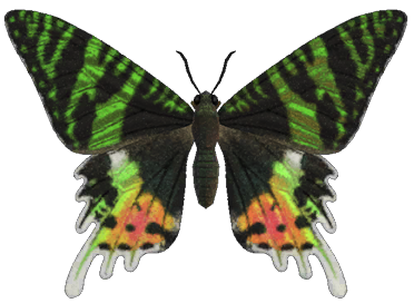 Madagascan sunset moth detailed image
