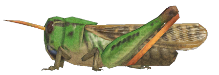 Migratory locust detailed image