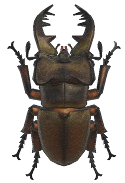 Miyama stag detailed image