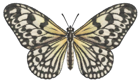 Paper kite butterfly detailed image