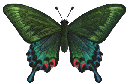 Peacock butterfly detailed image
