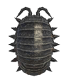 Pill bug detailed image
