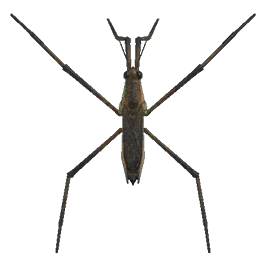Pondskater detailed image