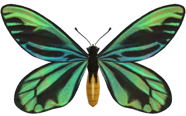 Queen Alexandra's Birdwing detailed image