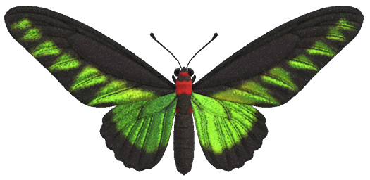 Rajah Brooke's birdwing detailed image