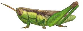 Rice grasshopper detailed image