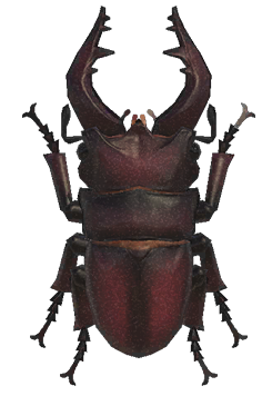 Saw stag detailed image