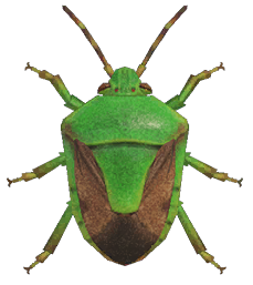 Stinkbug detailed image
