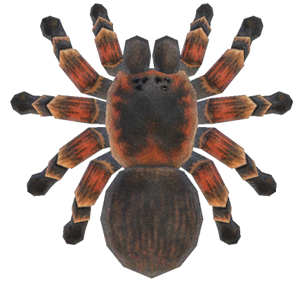 Tarantula detailed image