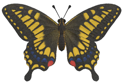 Tiger butterfly detailed image