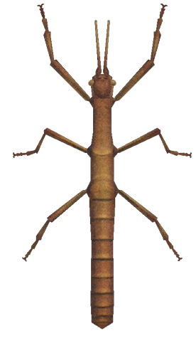 Walking stick detailed image