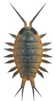 Wharf roach detailed image