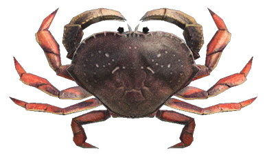 Dungeness crab detailed image