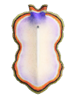Flatworm detailed image