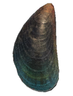 Mussel detailed image