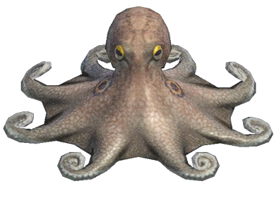 Octopus detailed image