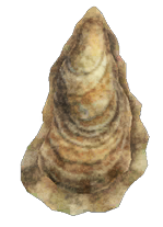Oyster detailed image