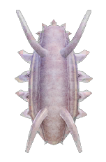 Sea pig detailed image