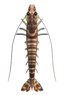 Tiger prawn detailed image