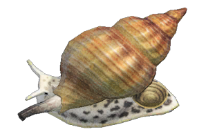 Whelk detailed image
