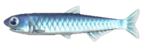 Anchovy detailed image