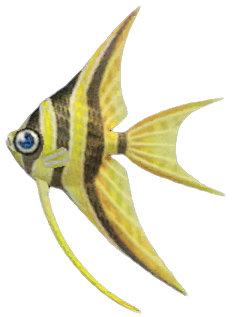 Angelfish detailed image