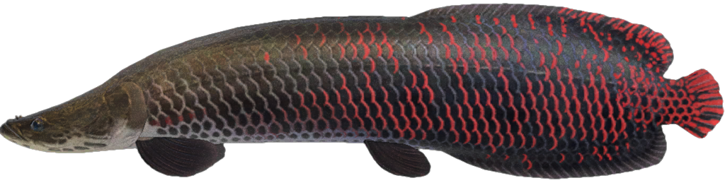 Arapaima detailed image