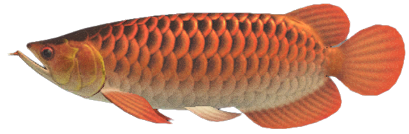 Arowana detailed image