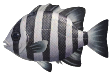 Barred knifejaw detailed image