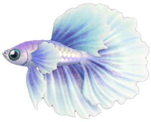 Betta detailed image