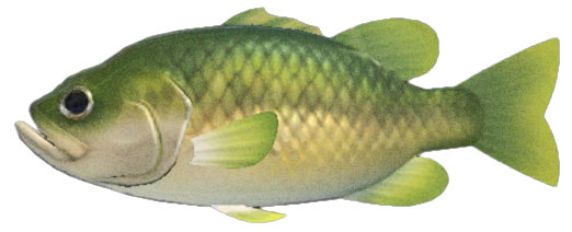 Black bass detailed image