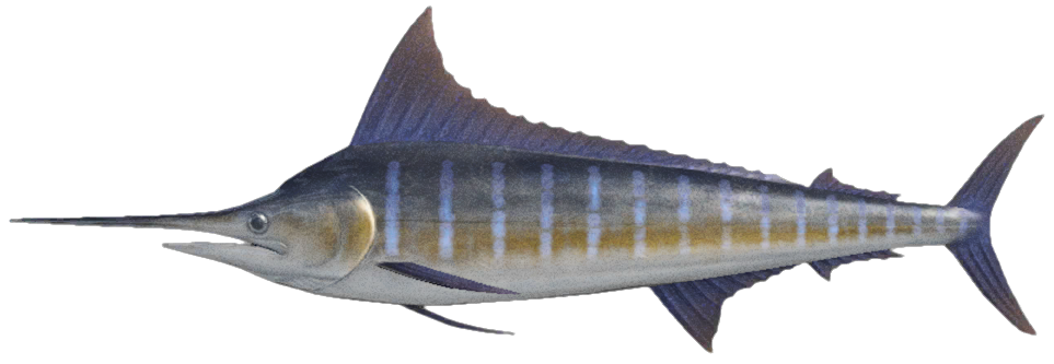 Blue marlin detailed image