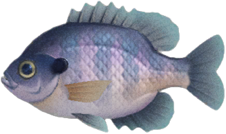 Bluegill detailed image