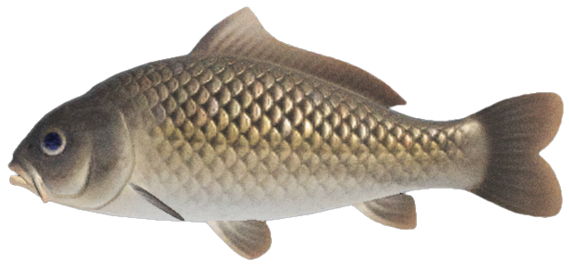 Carp detailed image