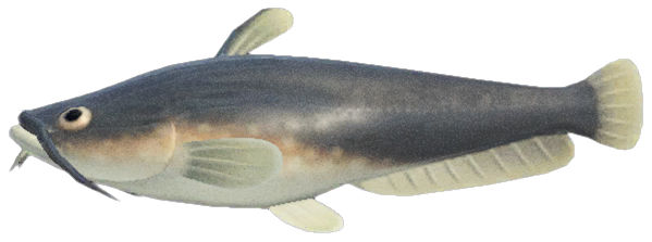 Catfish detailed image